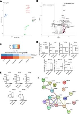 Role of immediate early genes in the development of salivary gland organoids in polyisocyanopeptide hydrogels